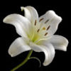 lily42107